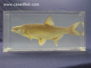 Foto Galerie/Cypriniformes/Cyprinidae/Leuciscus aspius/Leuciscus aspius_02_S.jpg